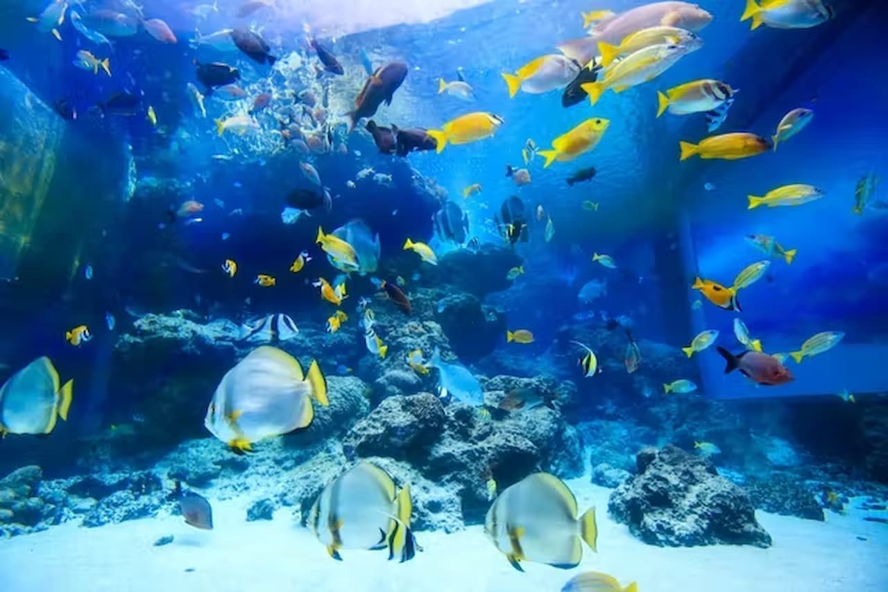 Okinawa Churaumi Aquarium Ticket - image 5
