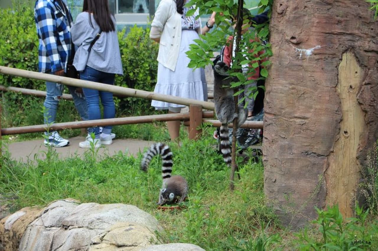 Seoul Land Theme Park - image 8