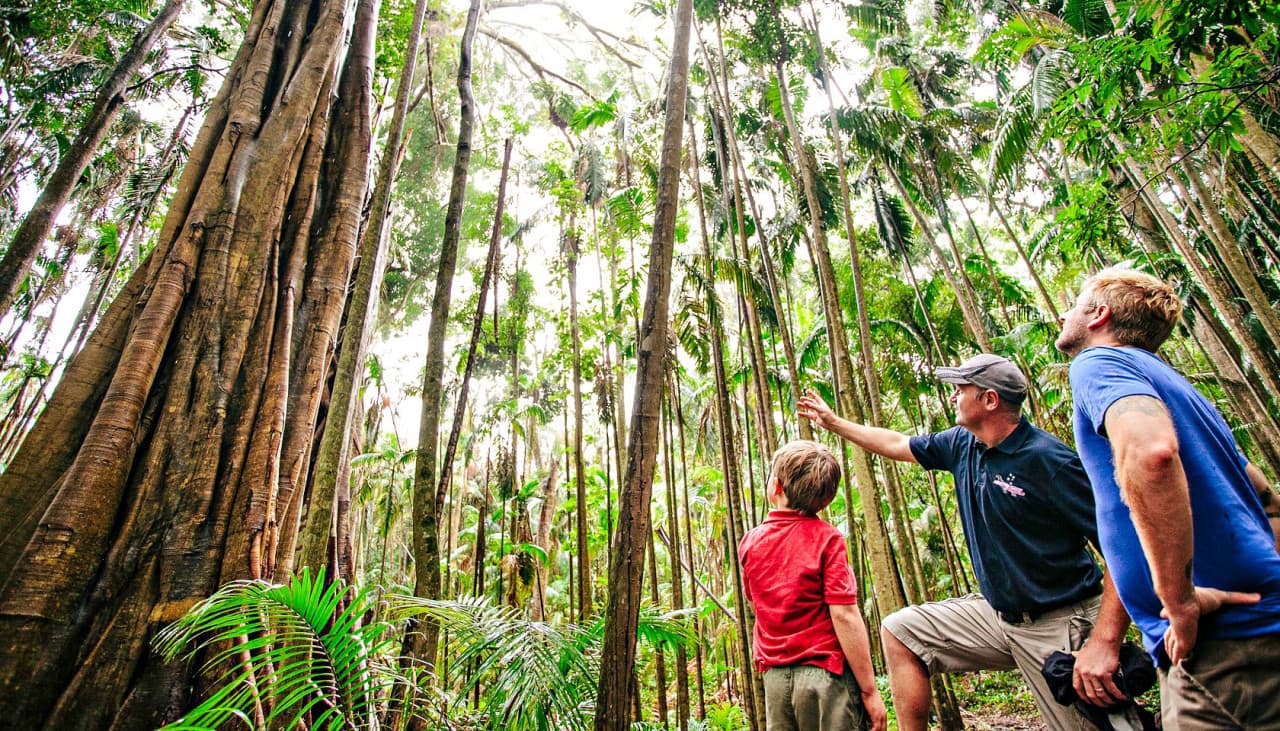 Springbrook National Park Tour: Natural Bridge and Waterfalls - image 3