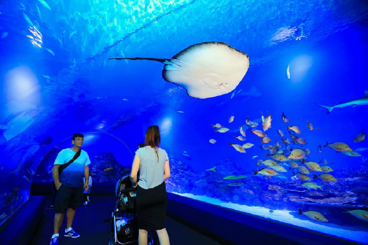 Cairns Aquarium Ticket - image 4