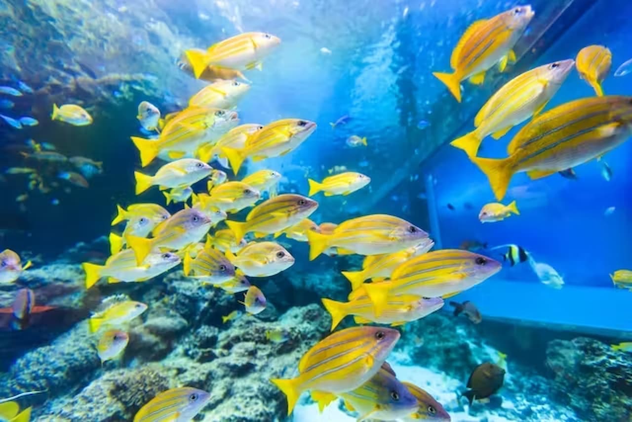 Okinawa Churaumi Aquarium Ticket - image 6