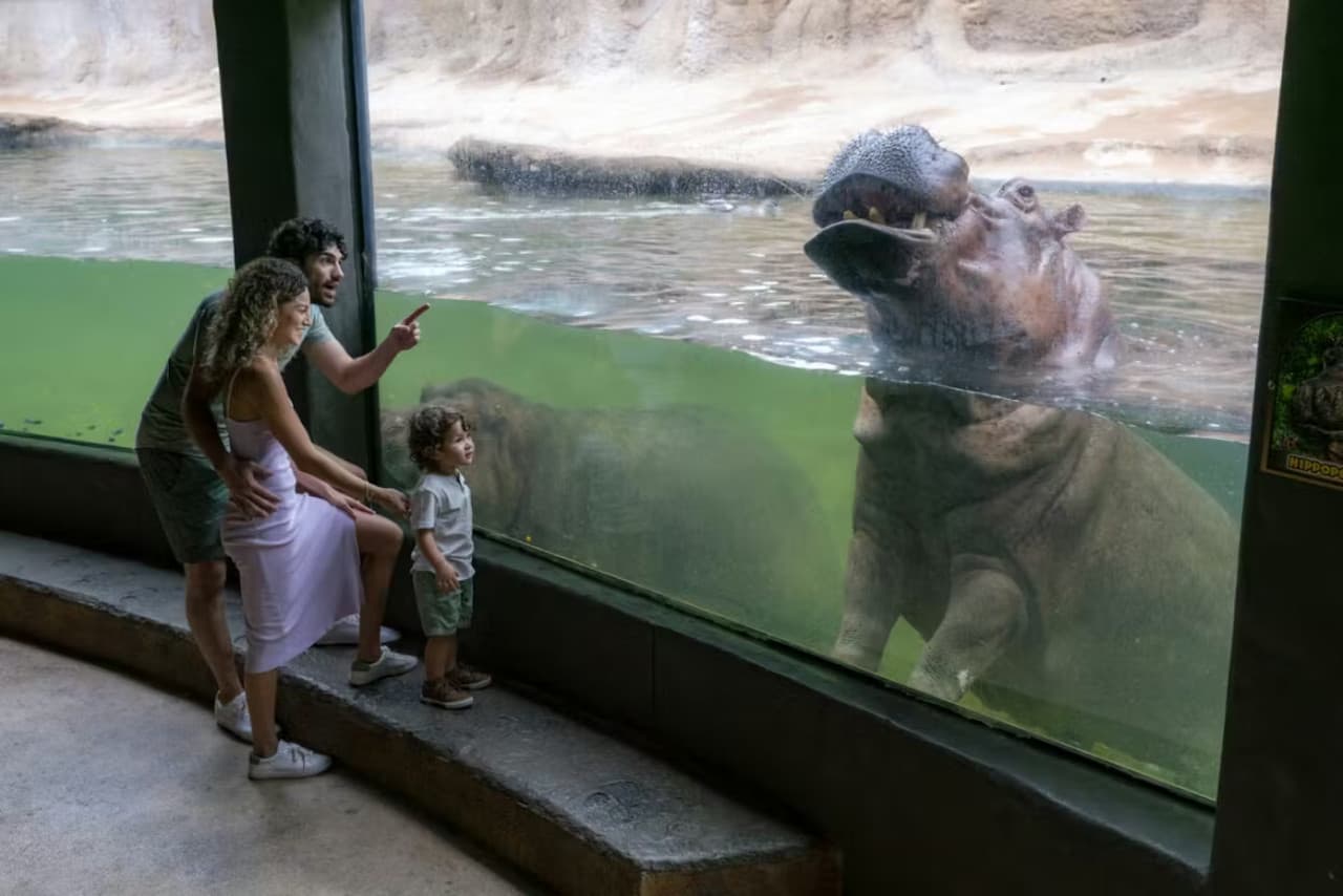 San Antonio Zoo Ticket - main image