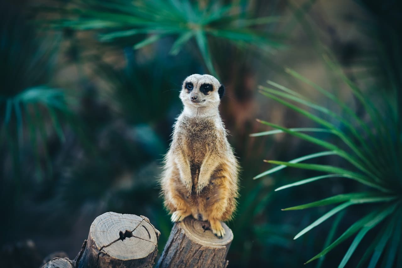 Barcelona Zoo - image 3