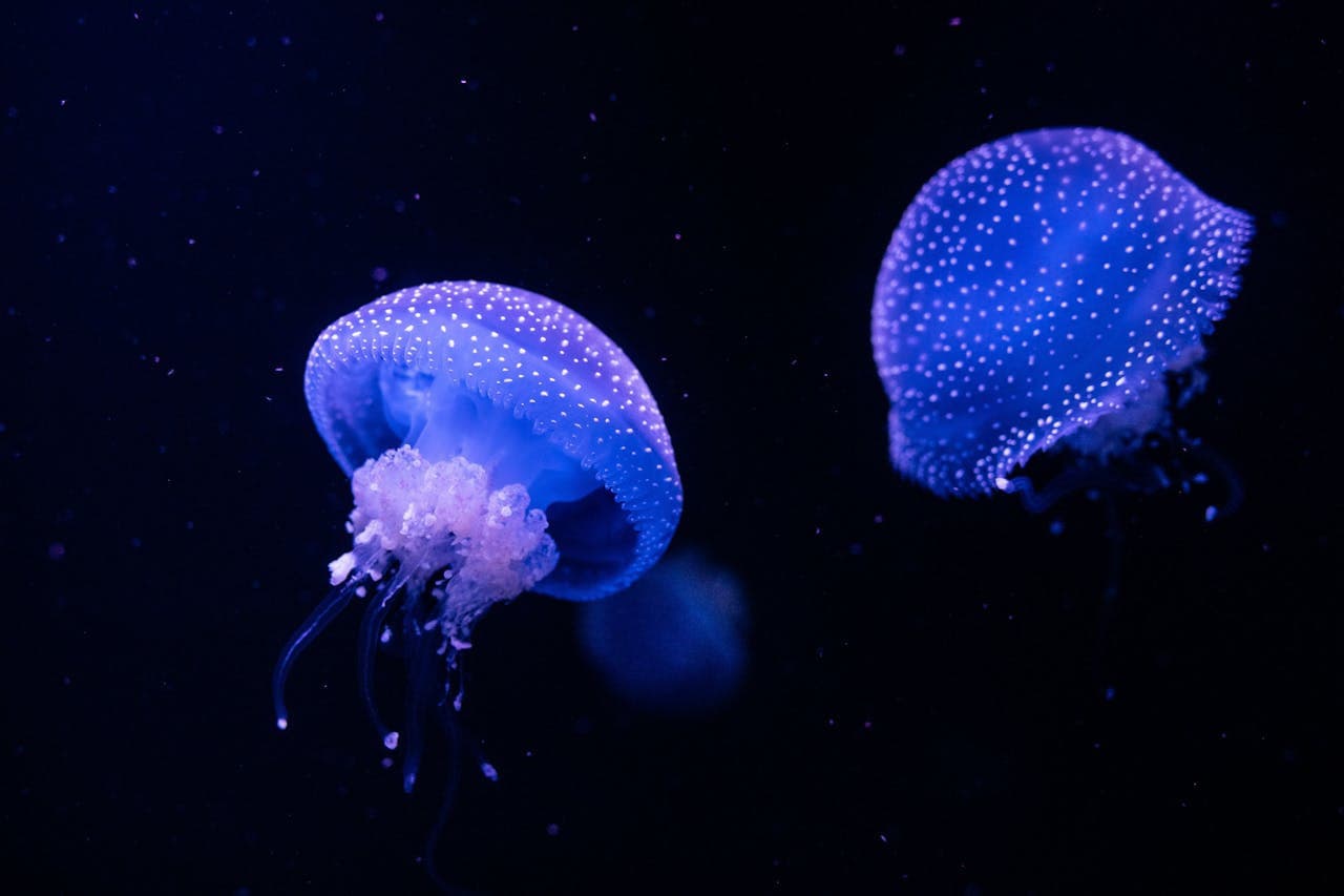 Oceanário de Lisboa Ticket - image 12