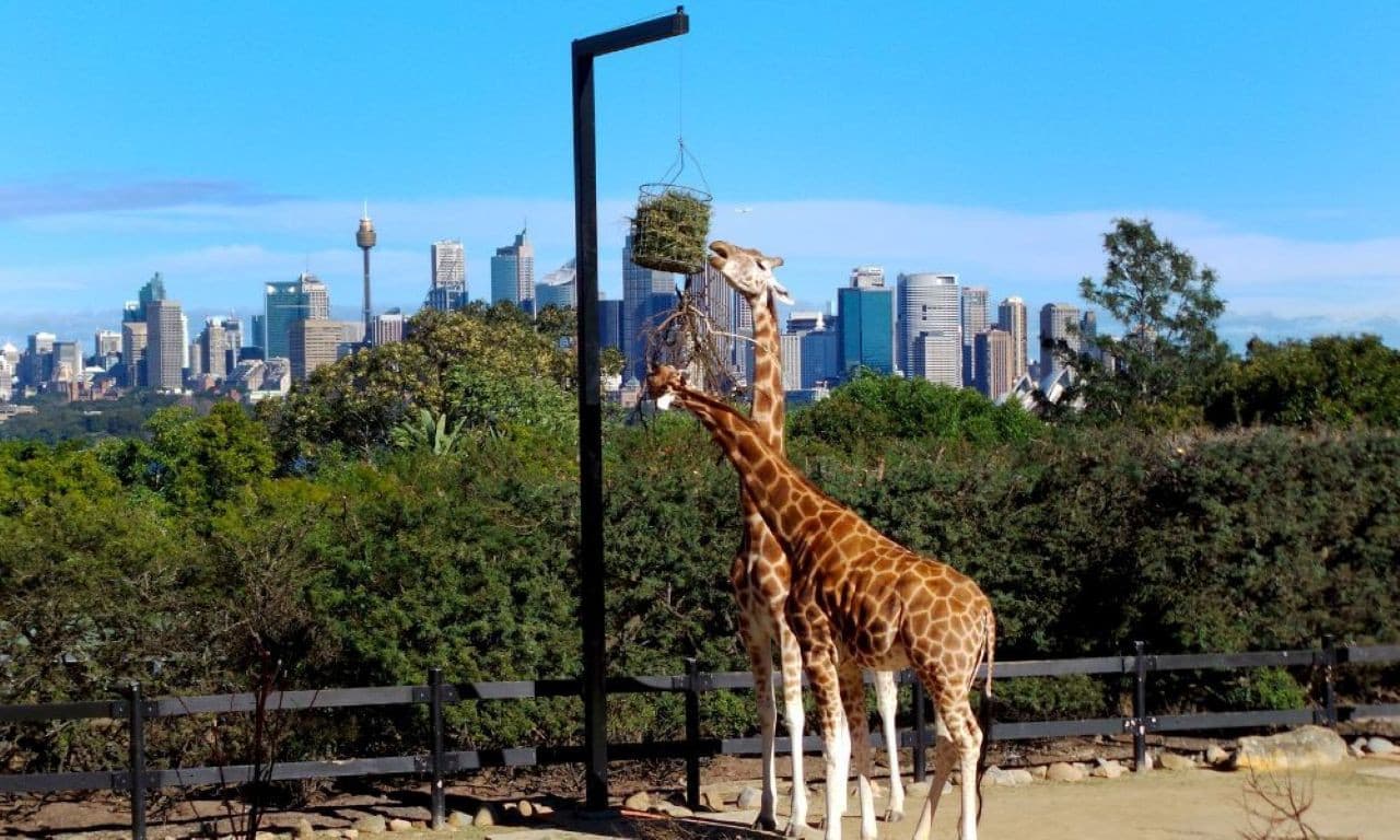 Taronga Zoo Ticket with Optional Round Trip Ferry - image 12