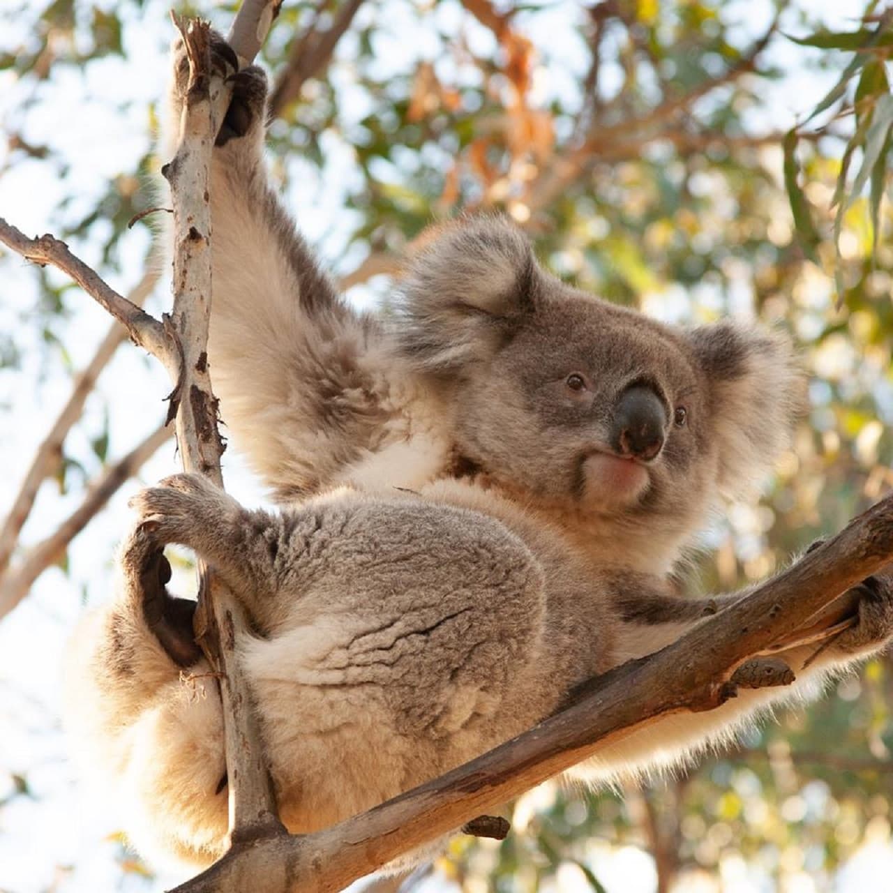 Phillip Island Nature Parks - Three-Park Pass - image 8
