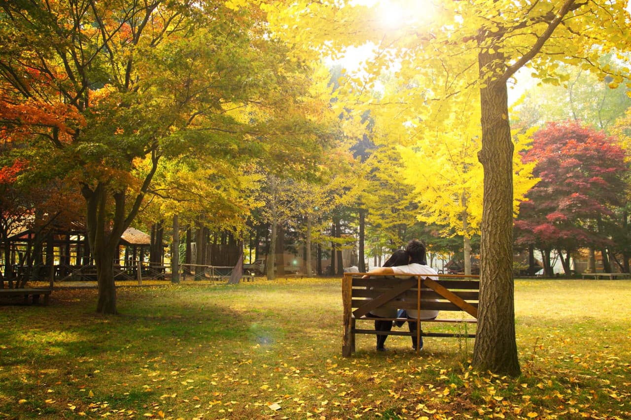 Nami Island Shuttle Bus Transfers from Seoul - image 2
