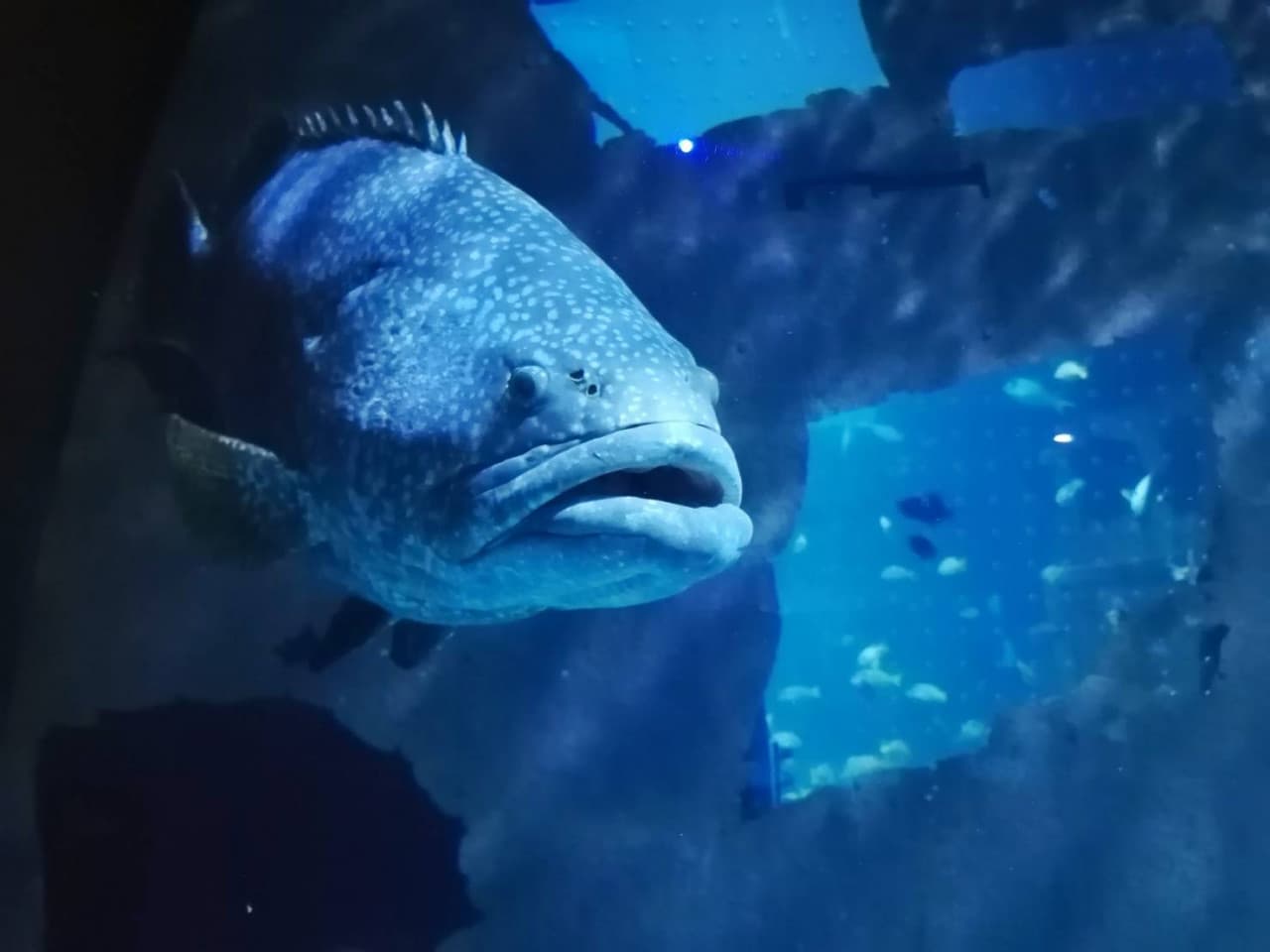 Aquaria Phuket - image 2