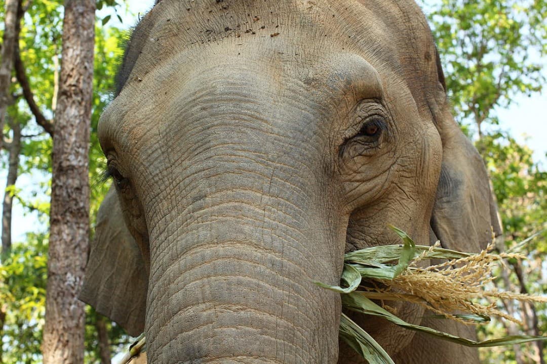 Elephant Jungle Sanctuary Chiang Mai - image 6