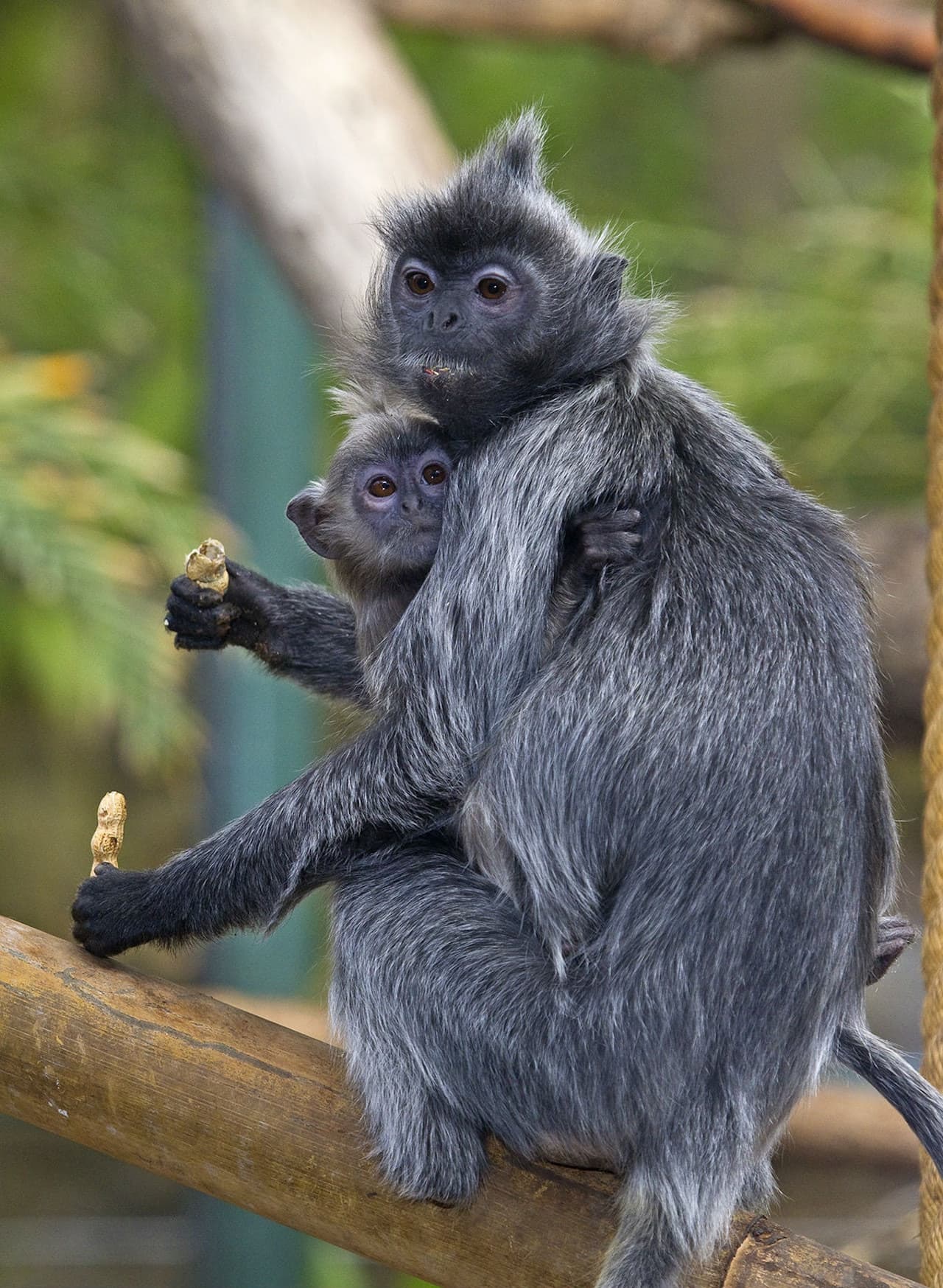 San Diego Zoo - image 5