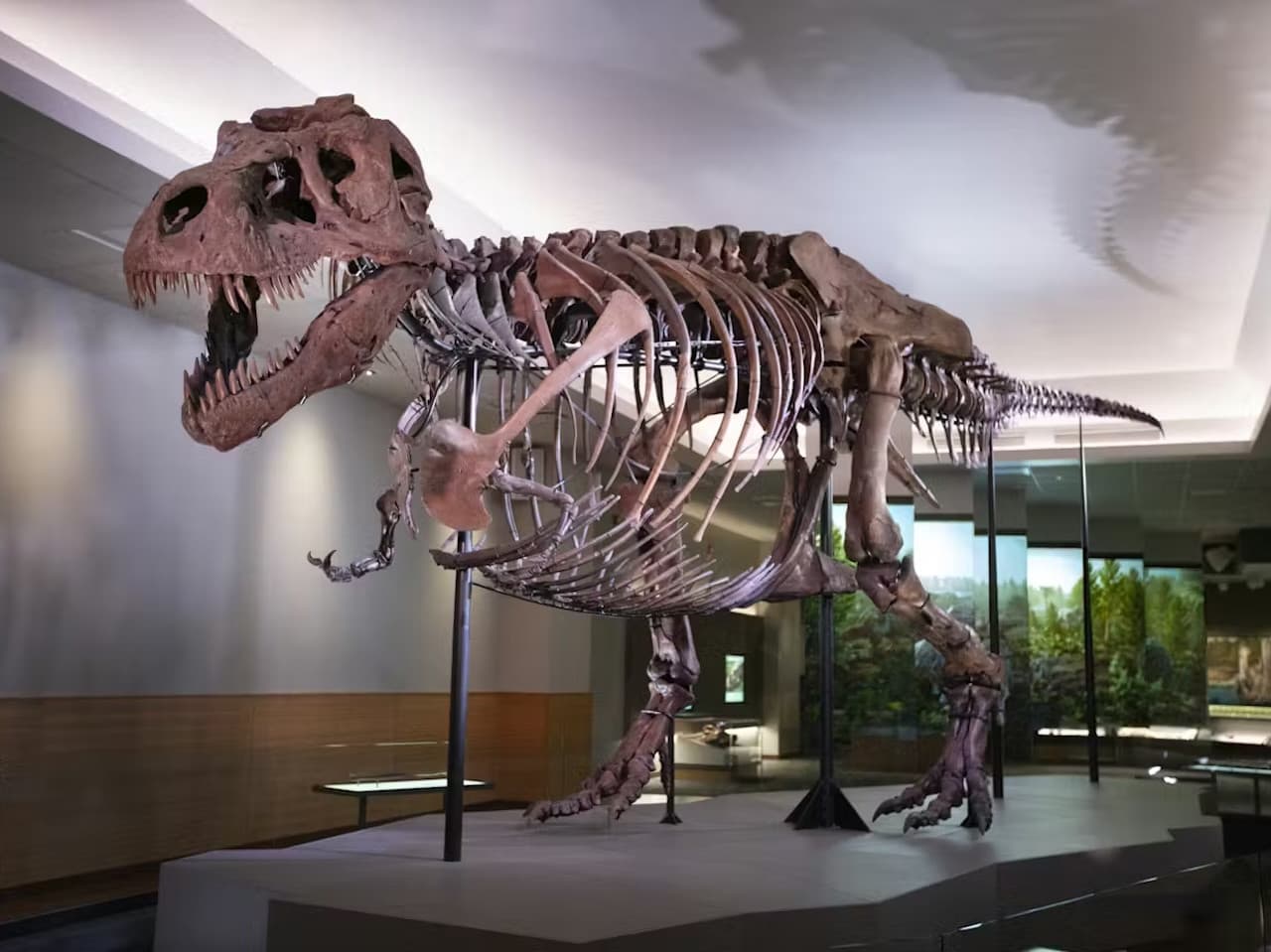 The Field Museum of Natural History Ticket - imagen principal