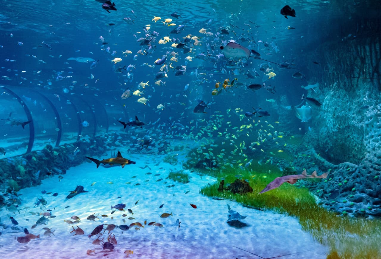 COMBO: The National Aquarium + Louvre Abu Dhabi Tickets - image 2