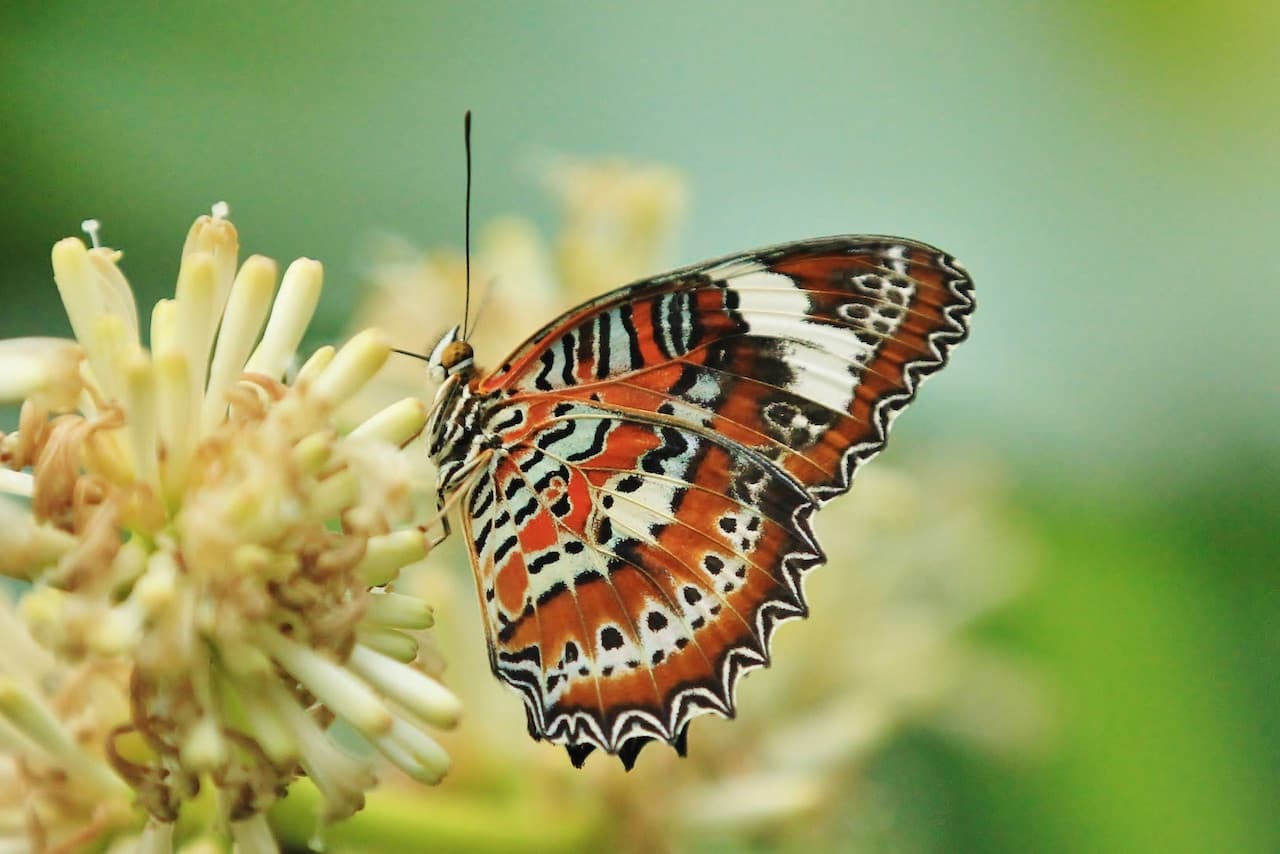 Australian Butterfly Sanctuary - main image