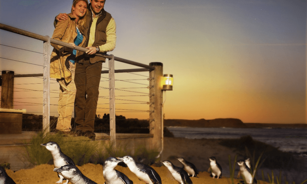Penguins Express Tour from Melbourne - image 14