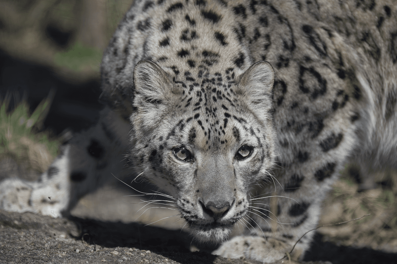 Central Park Zoo - image 7