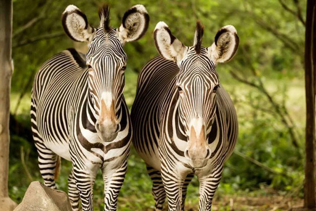 Bali Safari Park Ticket - image 9