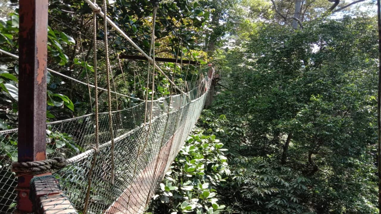 Taman Negara National Park Tour from Kuala Lumpur - image 4
