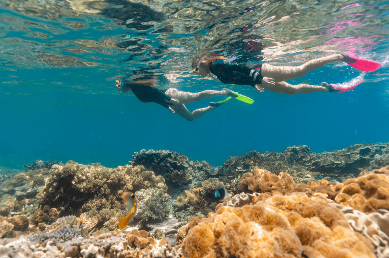 Great Barrier Reef Pontoon Full-Day Tour at Moore Reef - image 4