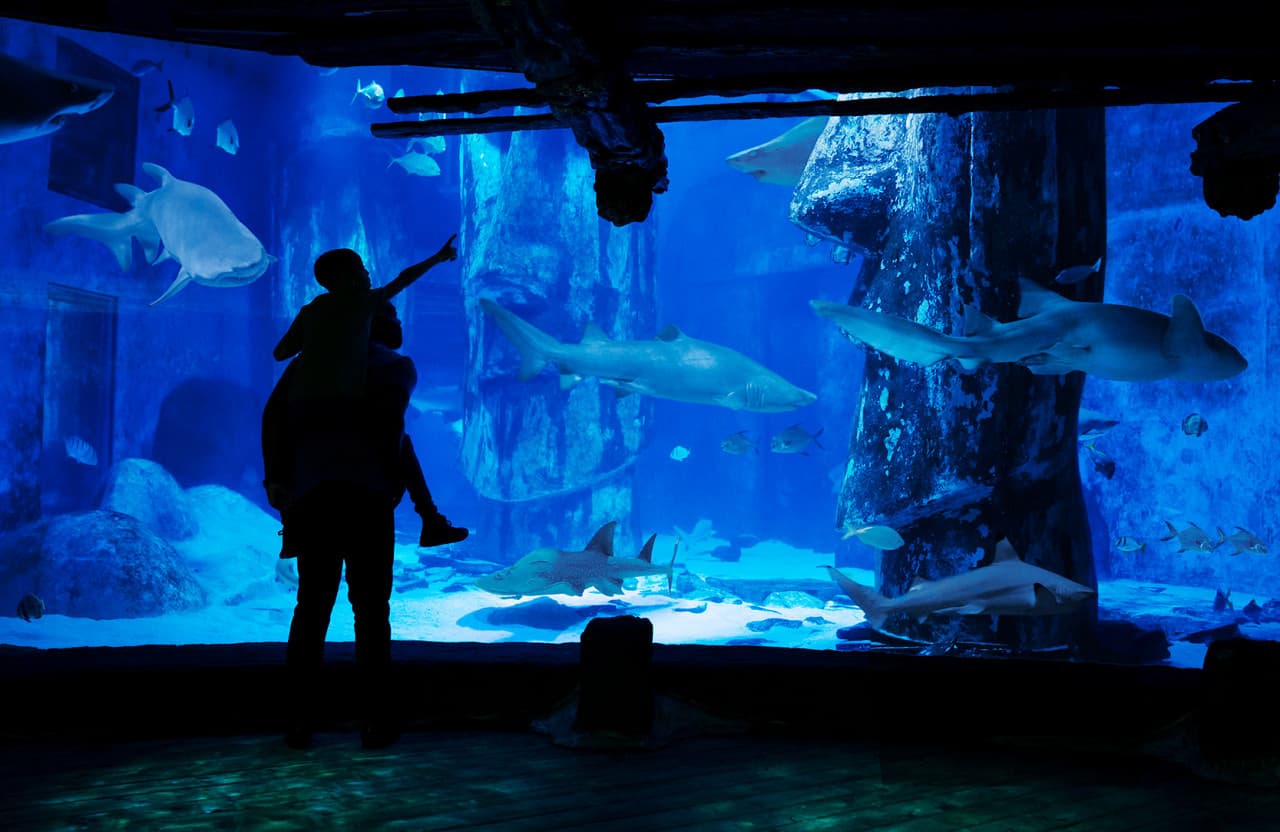 COMBO: SEA LIFE London Aquarium Ticket + London Hop-on Hop-off Bus Tour - image 3