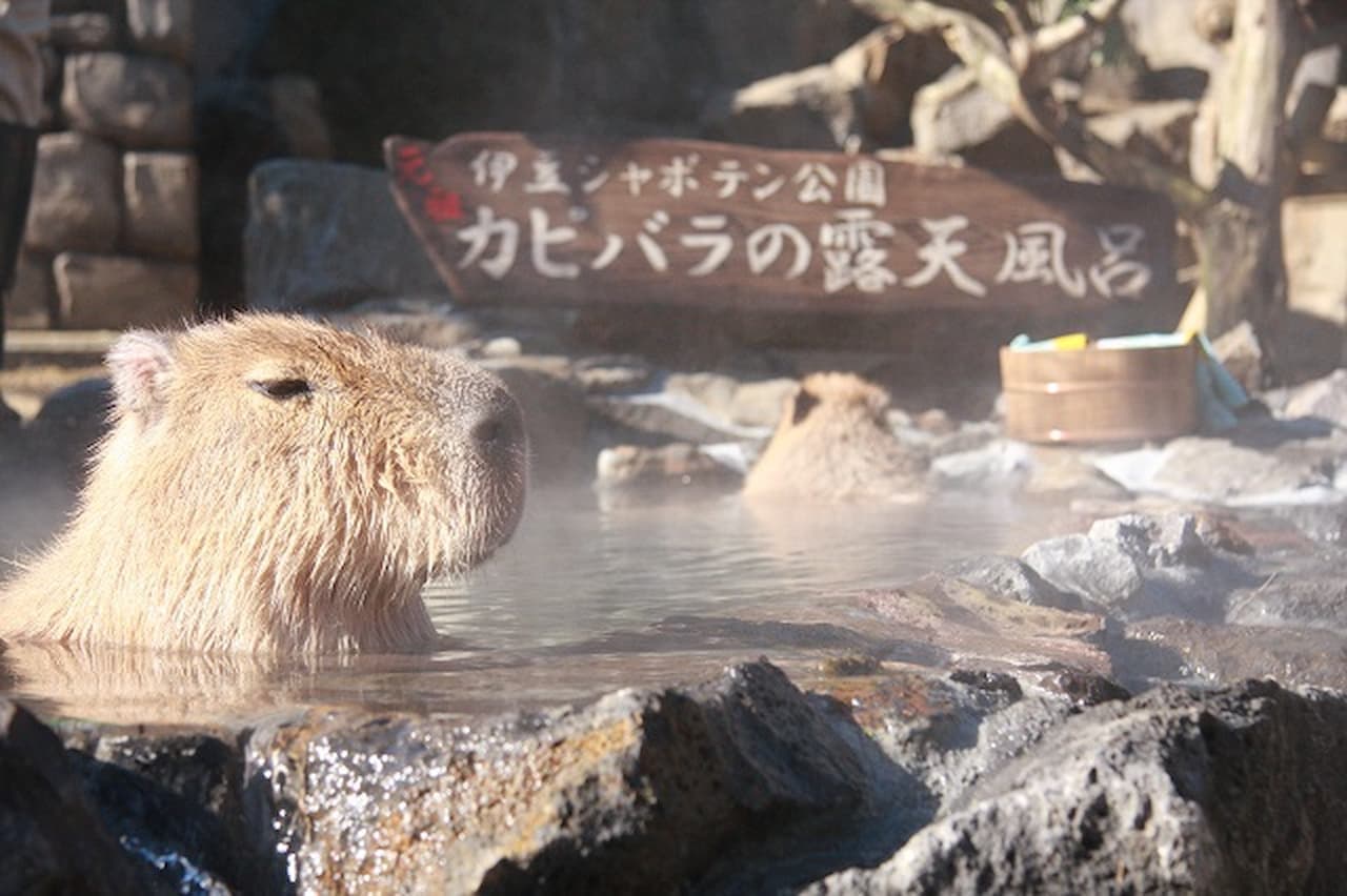 Entrada para Izu Shaboten Zoo - imagen principal