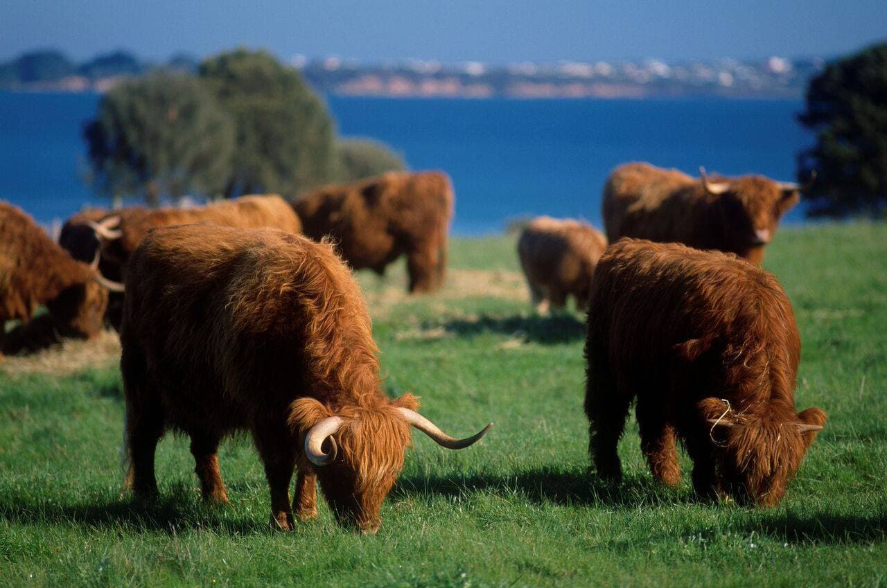 Phillip Island Nature Parks - Three-Park Pass - image 3