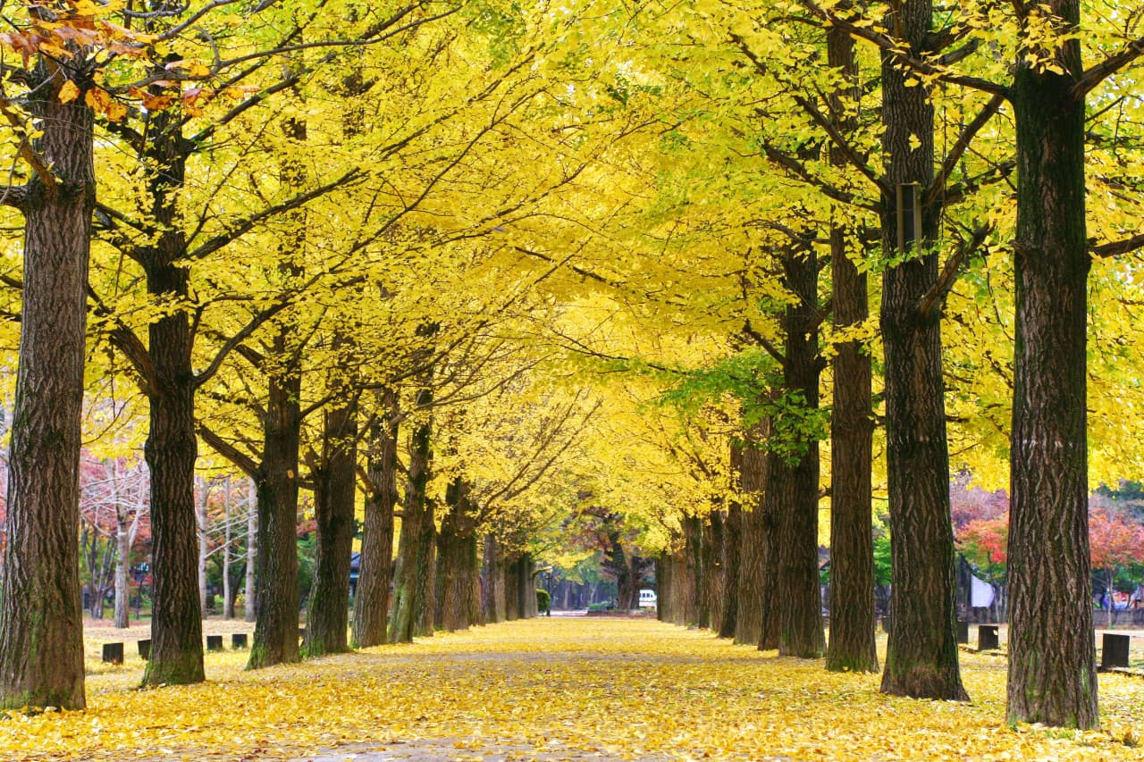 Nami Island, Petite France, Garden of Morning Calm, and Gangchon Rail Bike Tour from Seoul - image 2