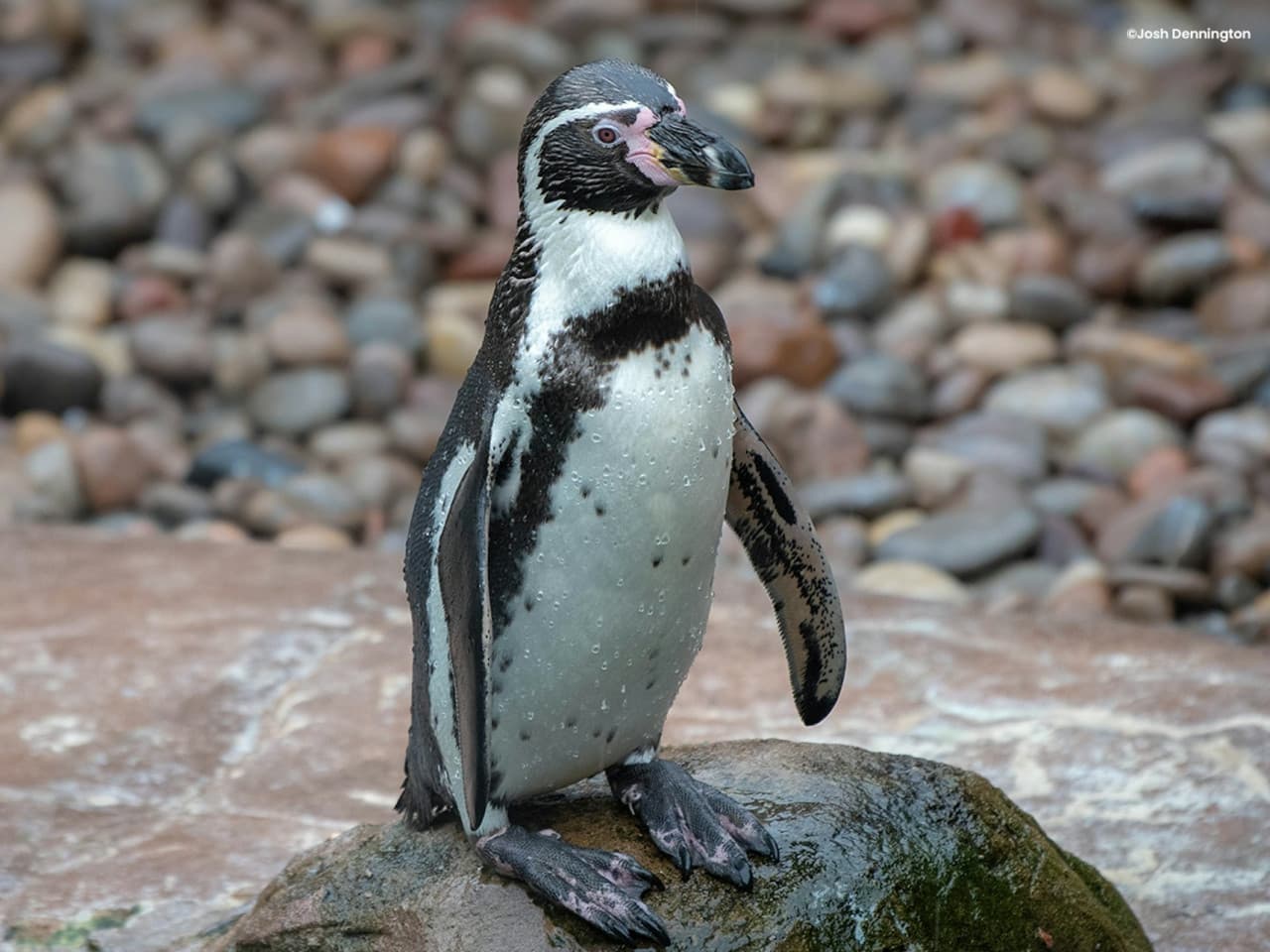 Colchester Zoo Ticket - image 6