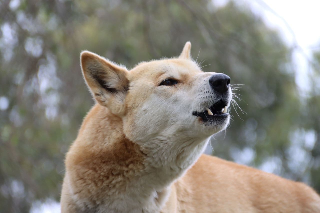 Moonlit Sanctuary Wildlife Conservation Park Ticket - image 11