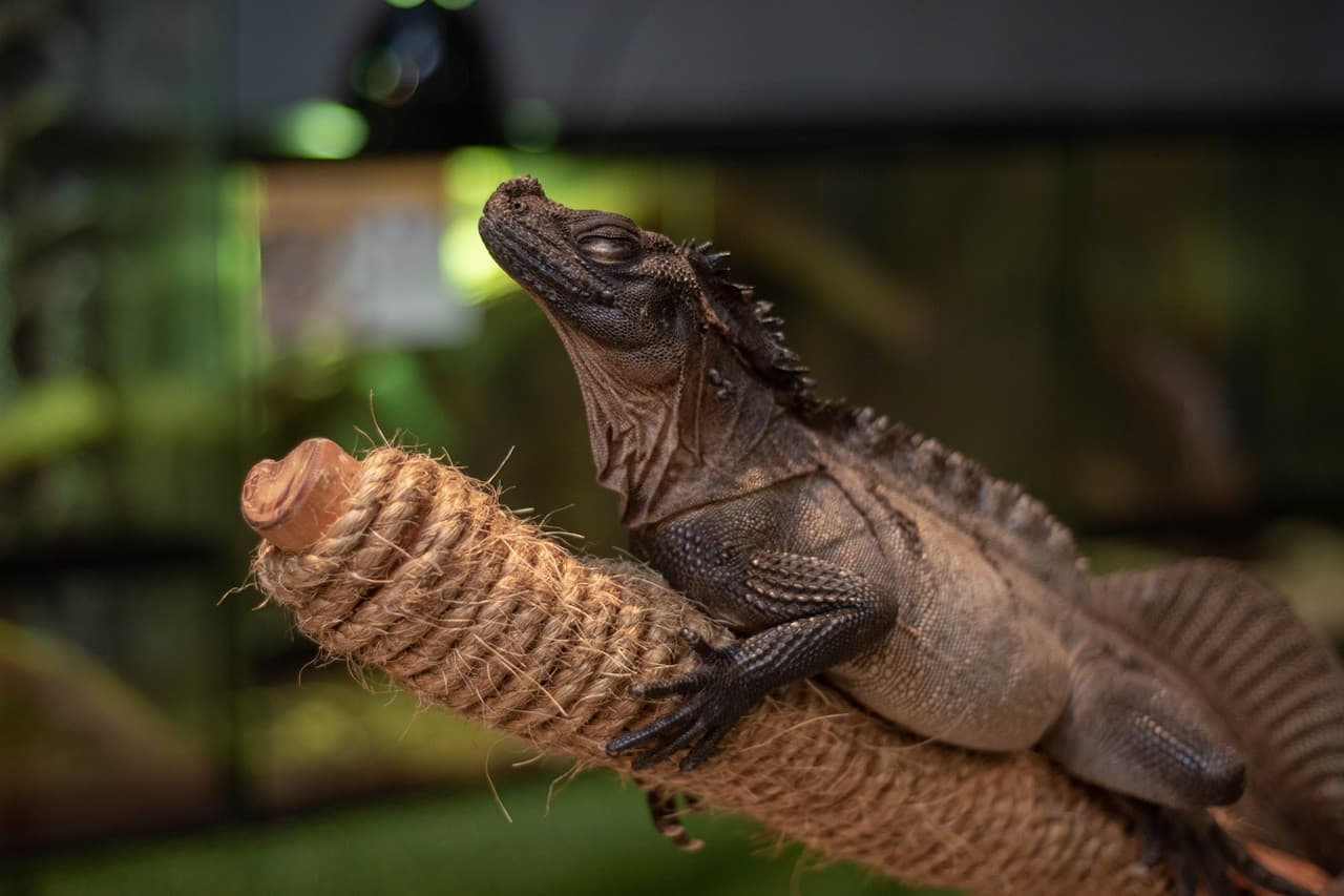 Just Farm Indoor Zoo Kuala Lumpur  (Previously Known As Just Pets Megastore) - image 12