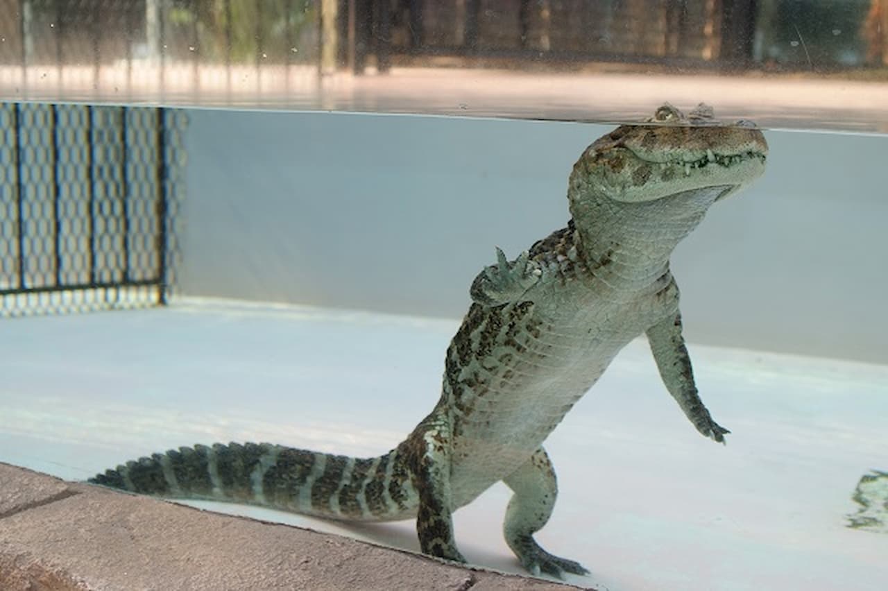 Atagawa Tropical and Alligator Garden Ticket - main image