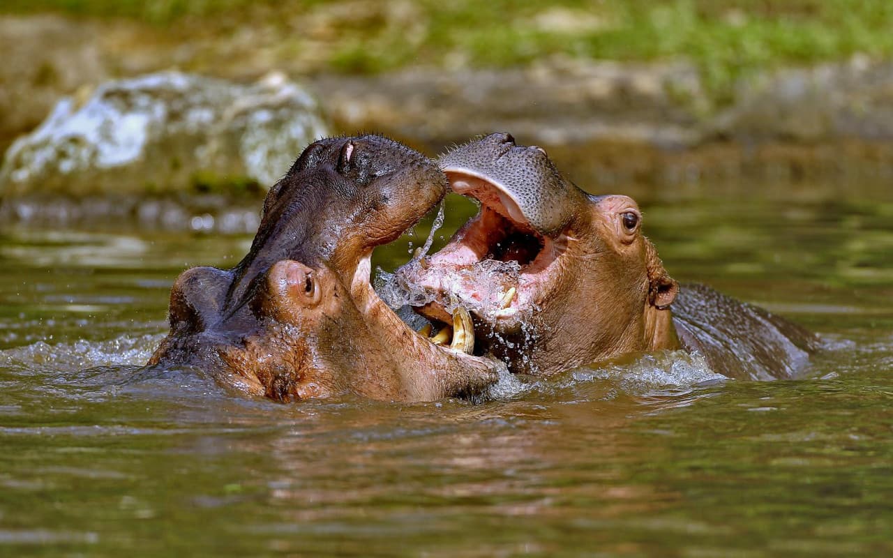 Bali Safari Park Ticket - image 7