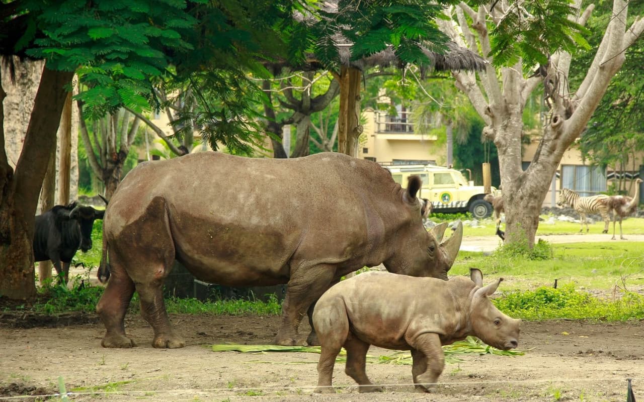 Bali Safari Park Ticket - image 6