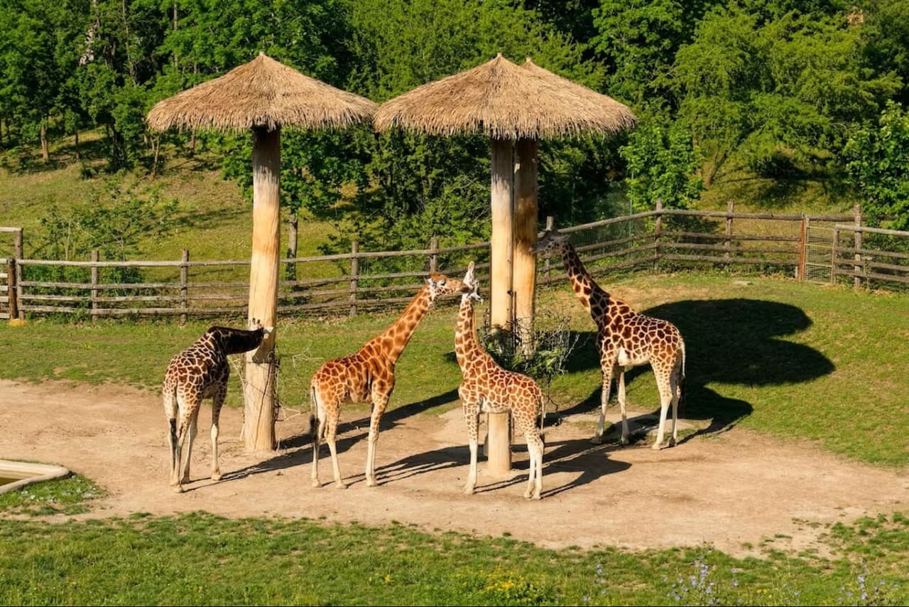 Prague Zoo Ticket + Audio Guide - main image