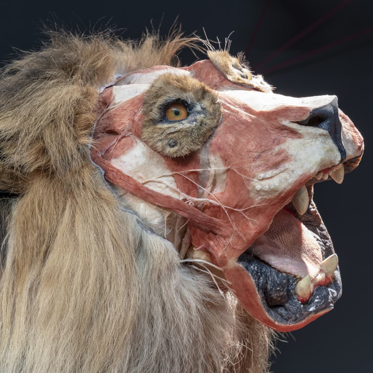 BODY WORLDS Berlin - image 6