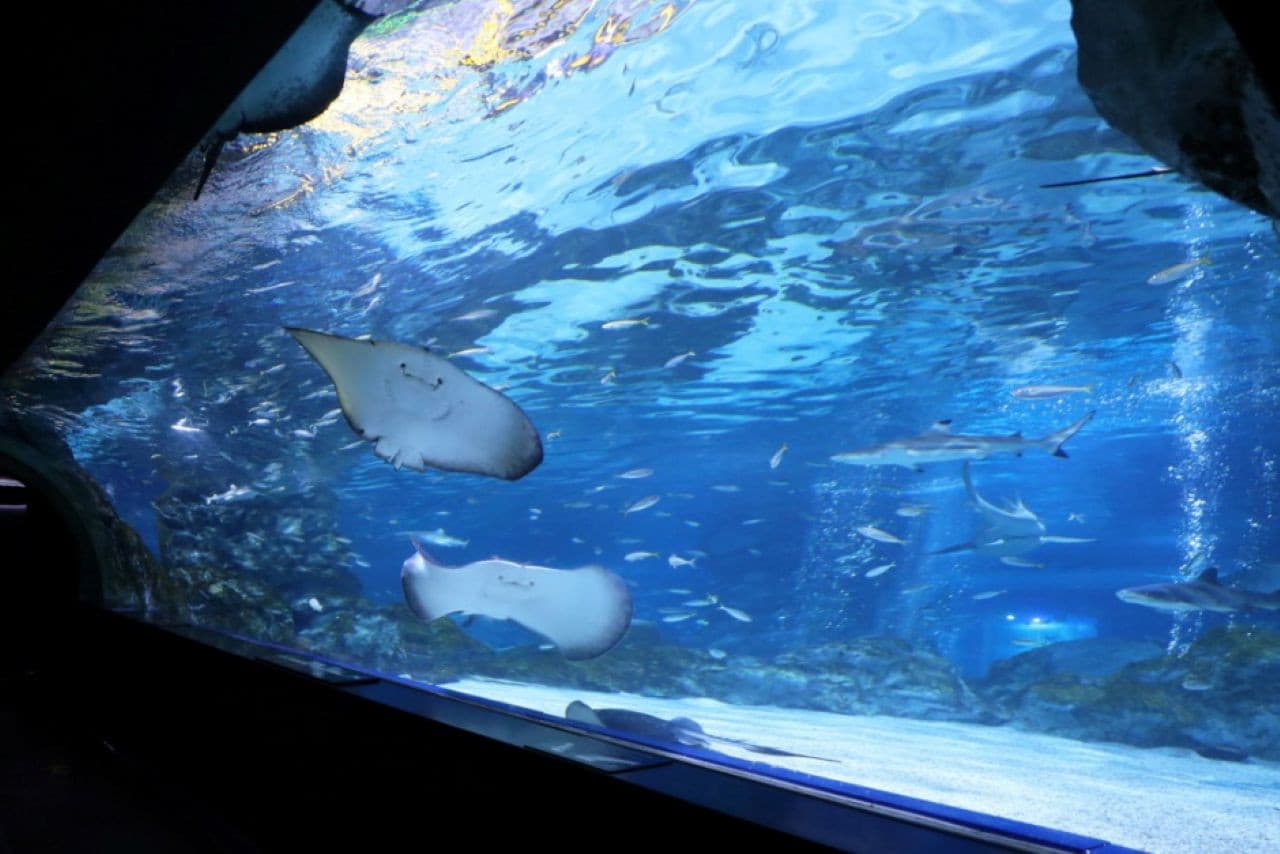 SEA LIFE COEX, Seoul Aquarium Ticket - 이미지 6