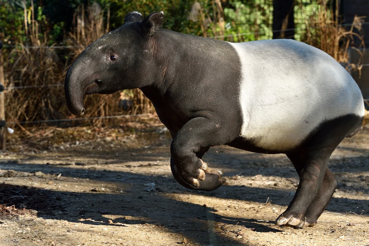 Ménagerie, Zoo of the Jardin des Plantes - image 2