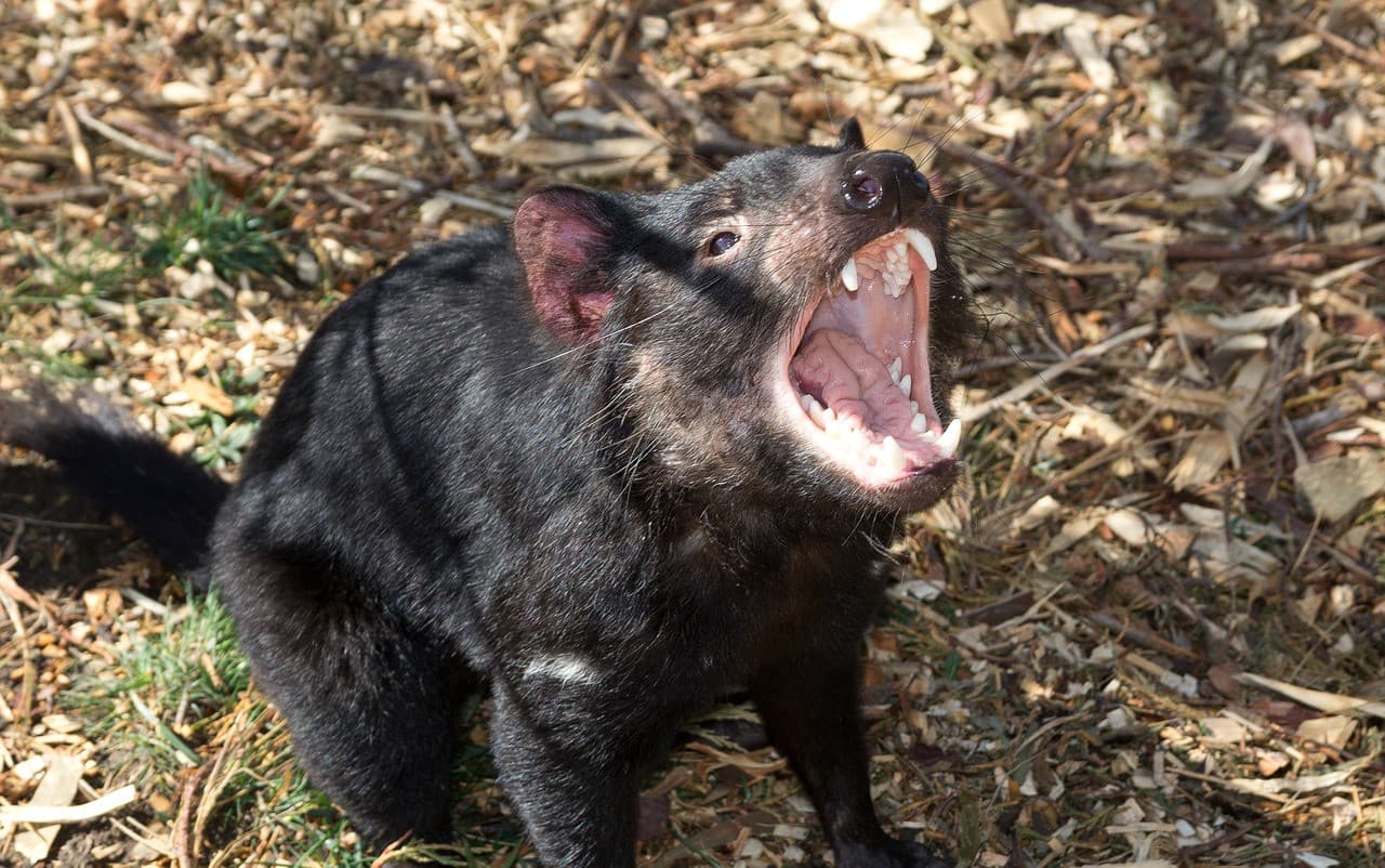 Bonorong Wildlife Sanctuary and Hobart City Tour - image 17