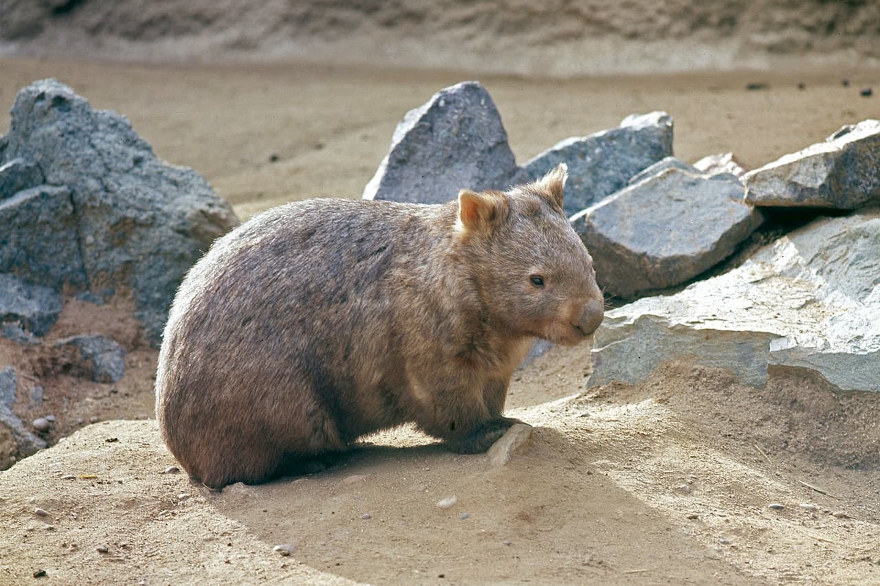 San Diego Zoo - image 8