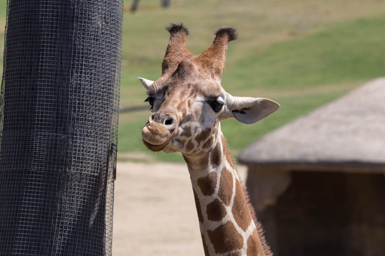 San Diego Zoo Safari Park Ticket - image 6