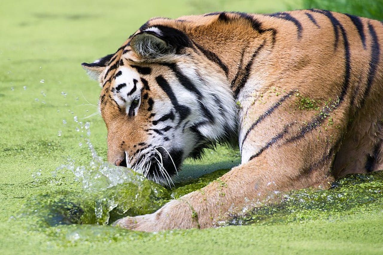 Schonbrunn Zoo - image 3