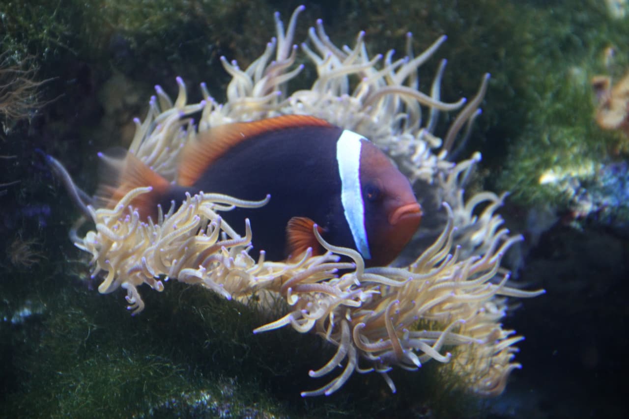 Underwater World Langkawi Ticket - image 10