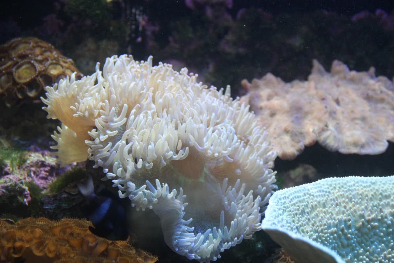 Underwater World Langkawi Ticket - image 6