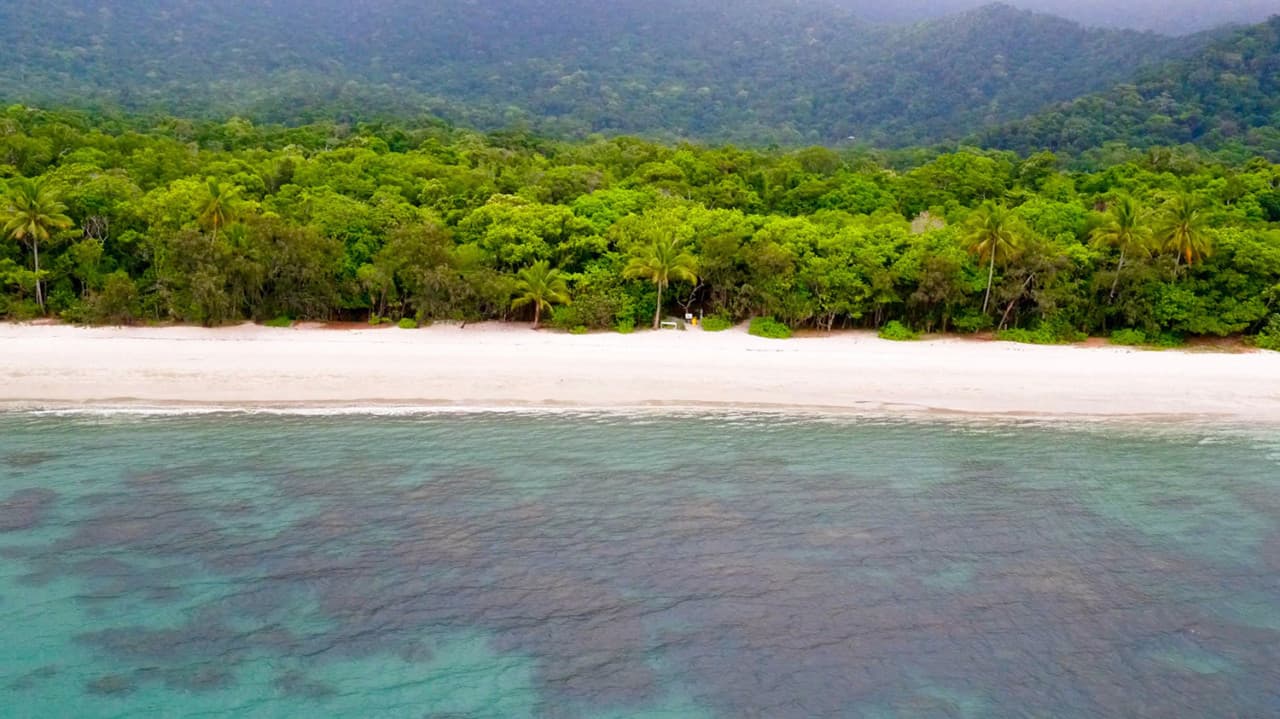 Cape Tribulation and Daintree Wilderness Full-Day Tour - image 10
