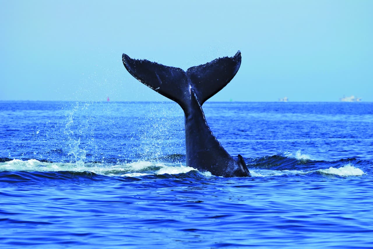 Sydney Whale Watching Cruise with Breakfast or Lunch with Sydney Princess Cruises - image 5