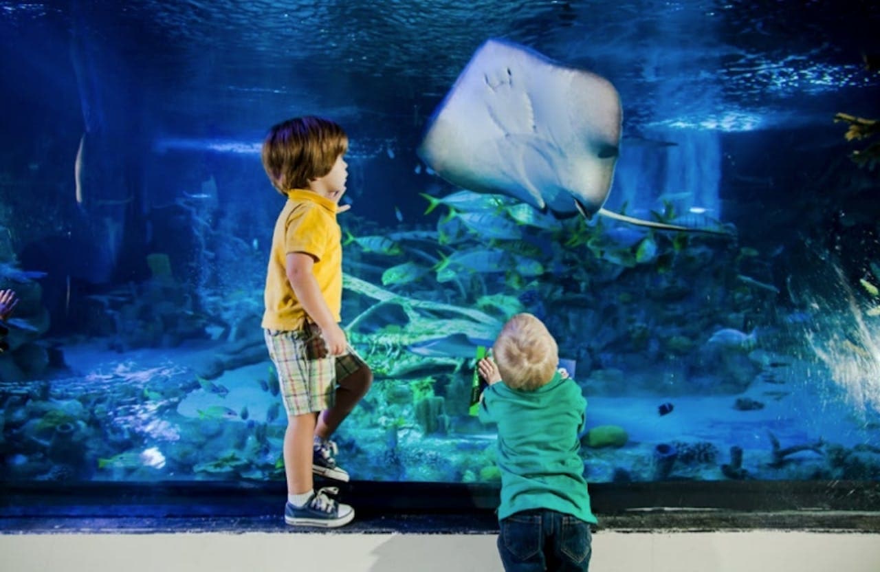 SEA LIFE New Jersey Aquarium Ticket - image 4