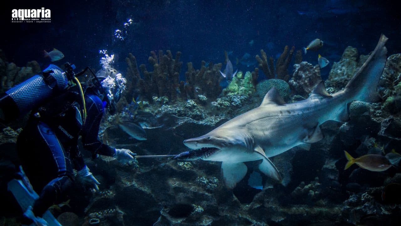 COMBO: Aquaria KLCC + Berjaya Times Square Theme Park Tickets - image 5