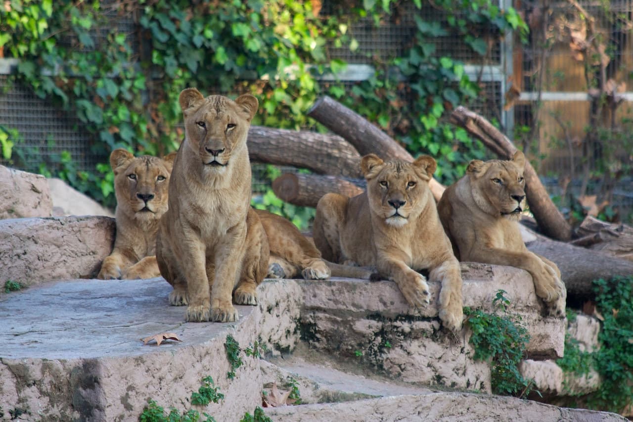 Barcelona Zoo - main image