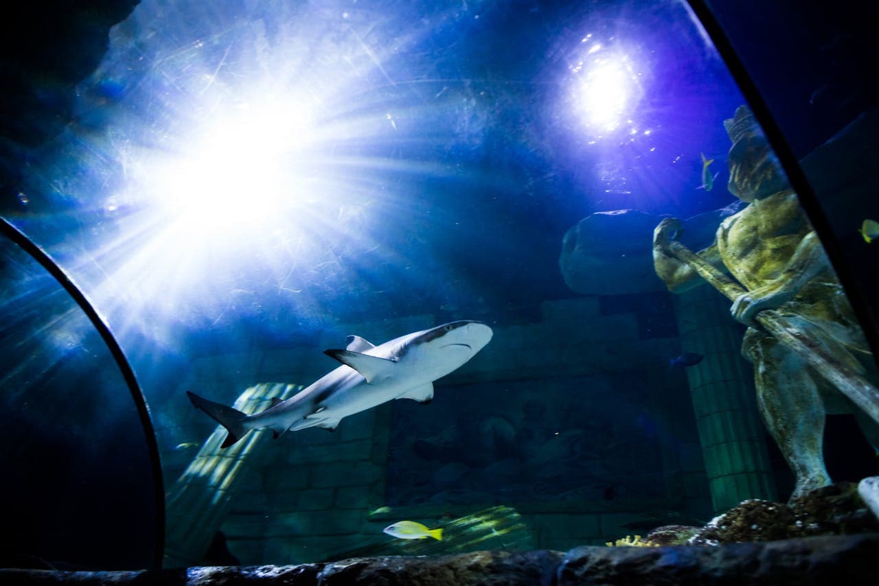 SEA LIFE Porto Ticket - image 5