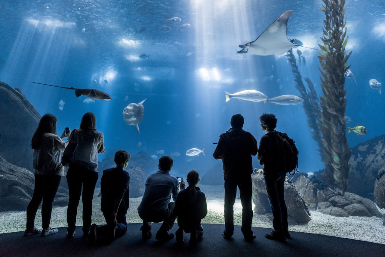 Oceanário de Lisboa Ticket - image 5