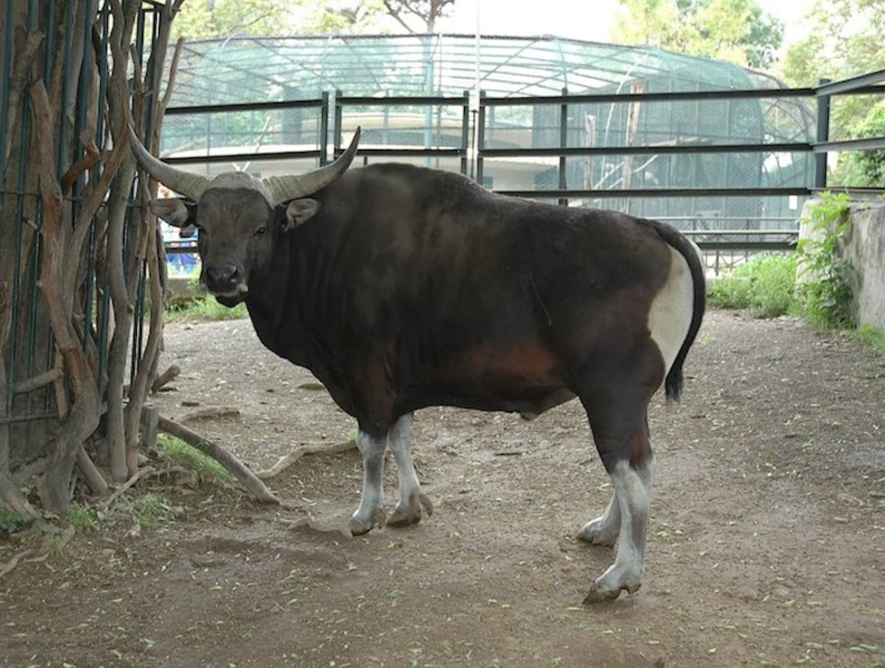 Bioparco: The Zoo of Rome - image 7